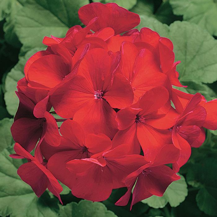 Geranium - Seed Ringo 2000™ Cardinal