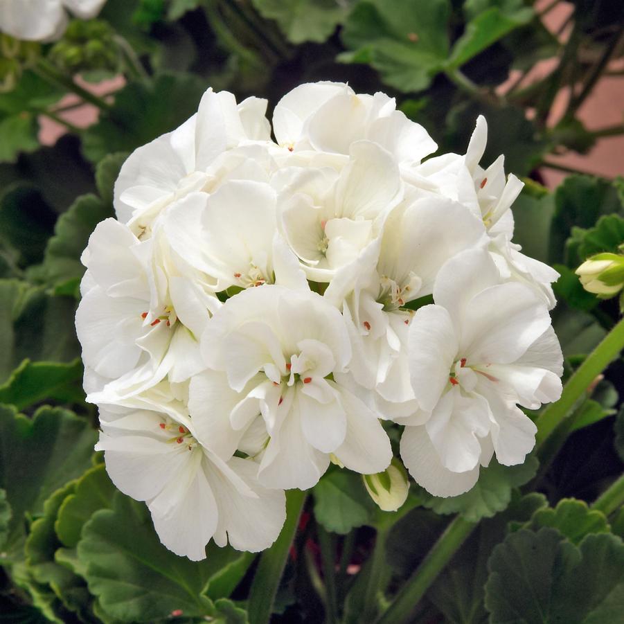 Geranium (Zonal) Sunrise™ White