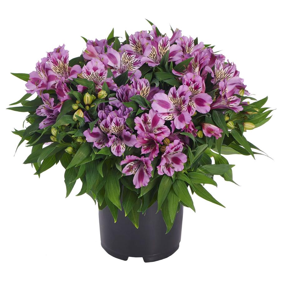 Alstroemeria Colorita® Mulan®