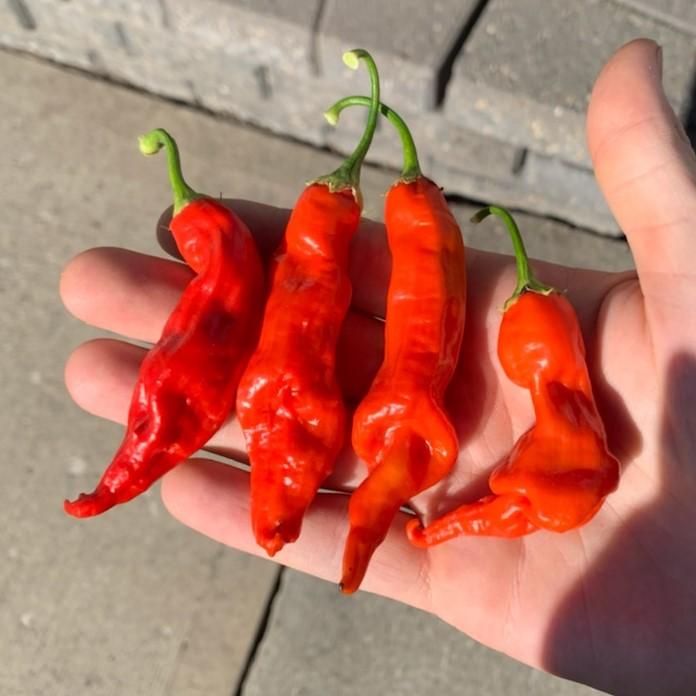 Pepper Capsicum Baccatum Sugar Rush Red