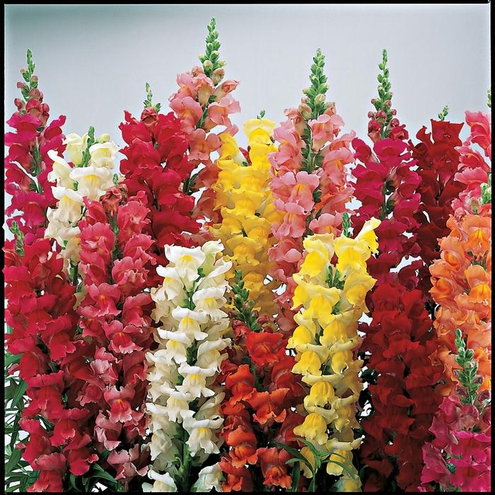 Snapdragon Liberty Classic™ Mix