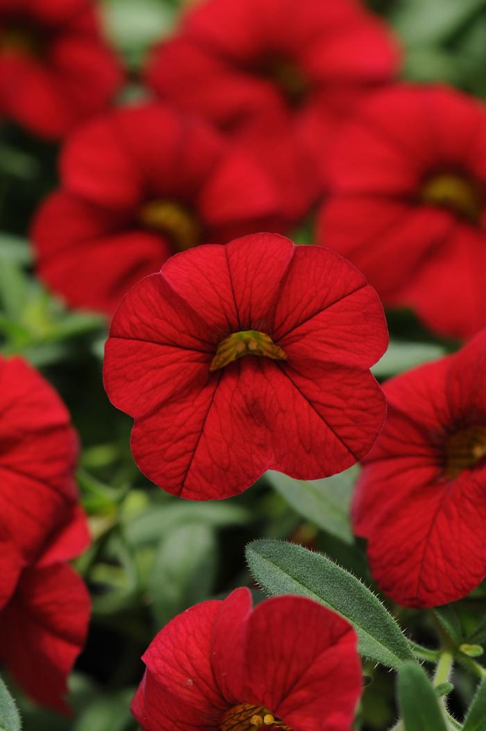 Calibrachoa Cabaret® Bright Red