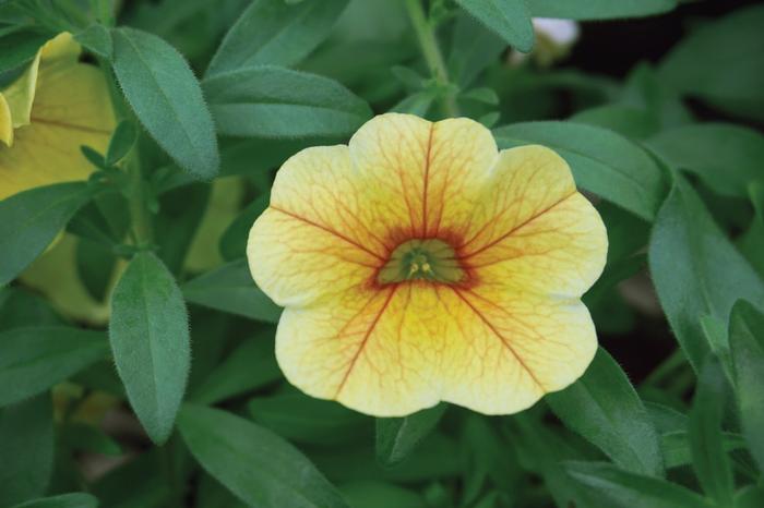 Calibrachoa MiniFamous® Uno Yellow Red Vein