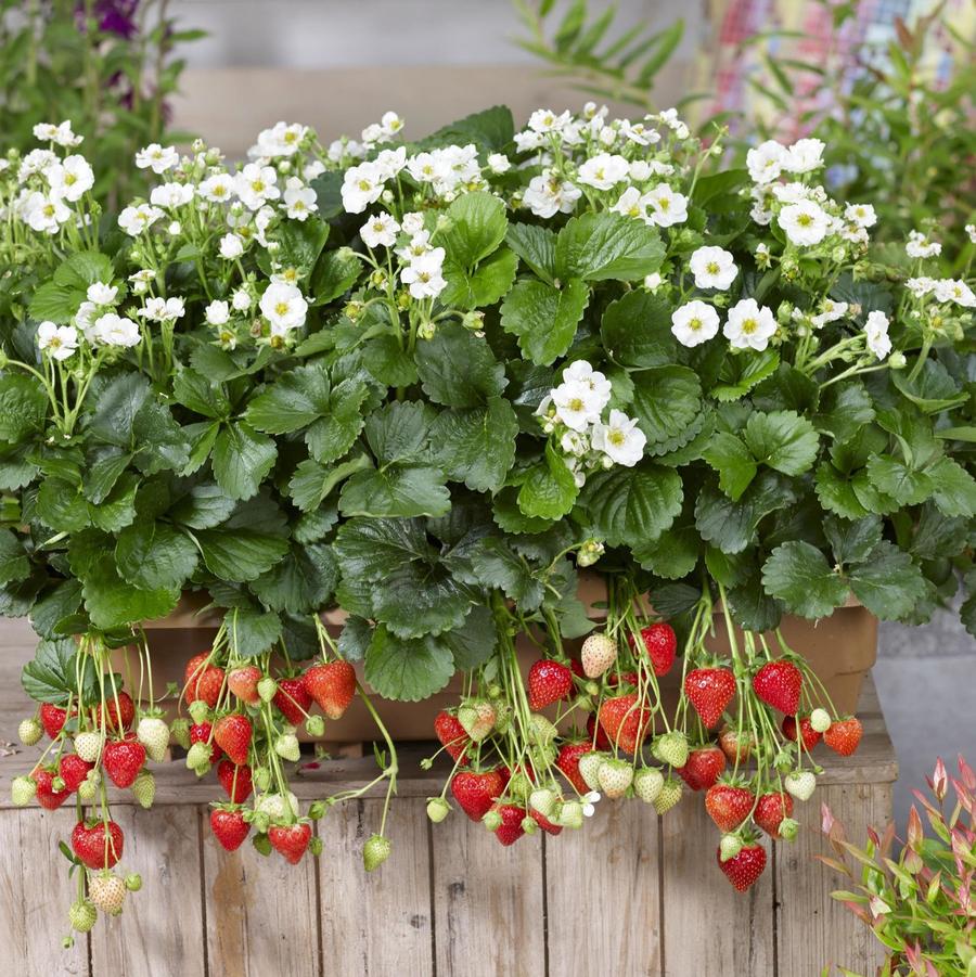 Strawberry 'Summer Breeze Snow' from Wallish Greenhouses