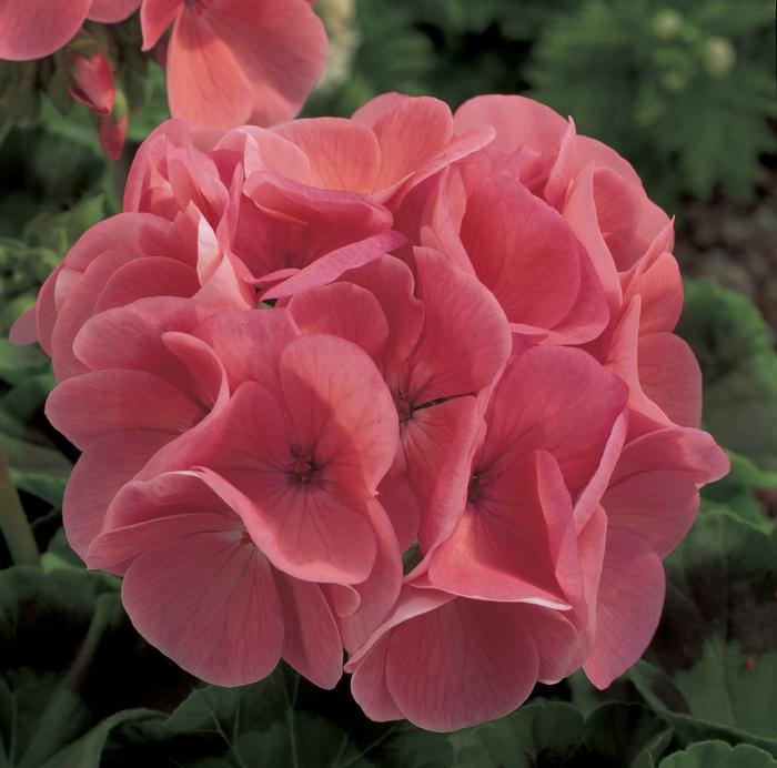 Geranium - Seed Maverick Salmon