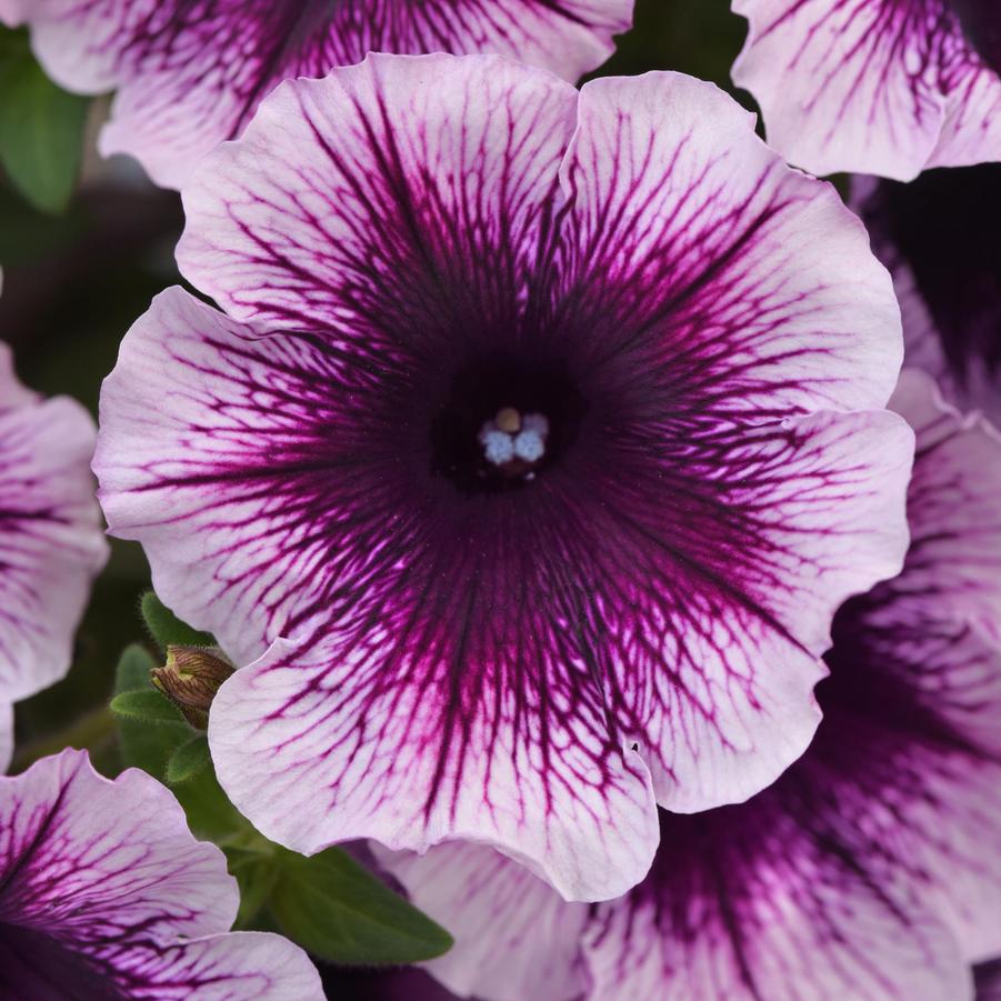 Petunia Headliner™ Blackberry Vein