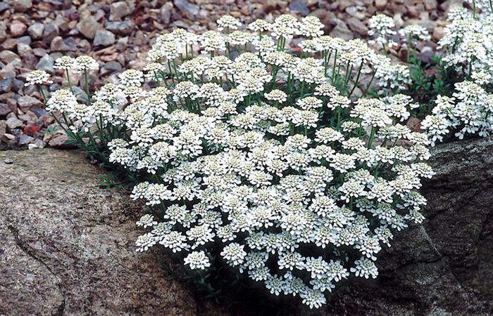 Iberis sempervirens 'Snow Cushion' from Wallish Greenhouses