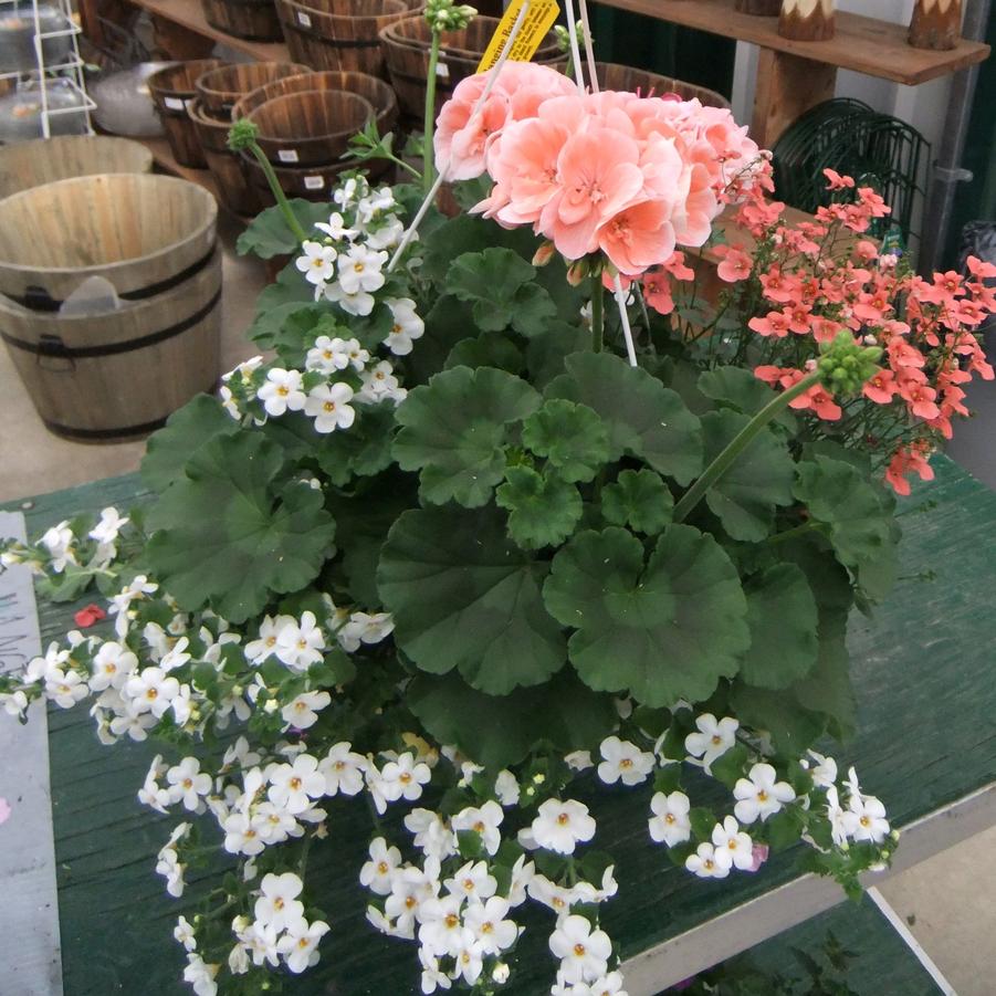 Hanging Basket: Mixed Geranium 