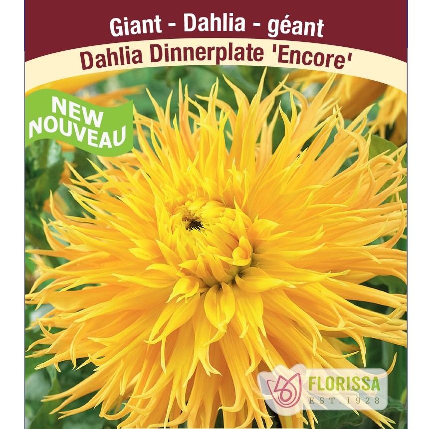 Dahlia Fringed Encore