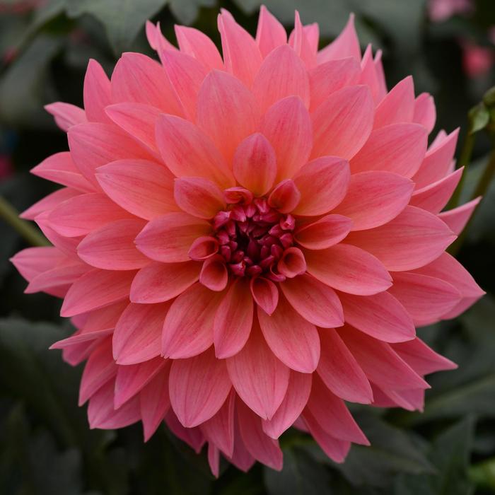 Dahlia Venti™ Passion Fruit