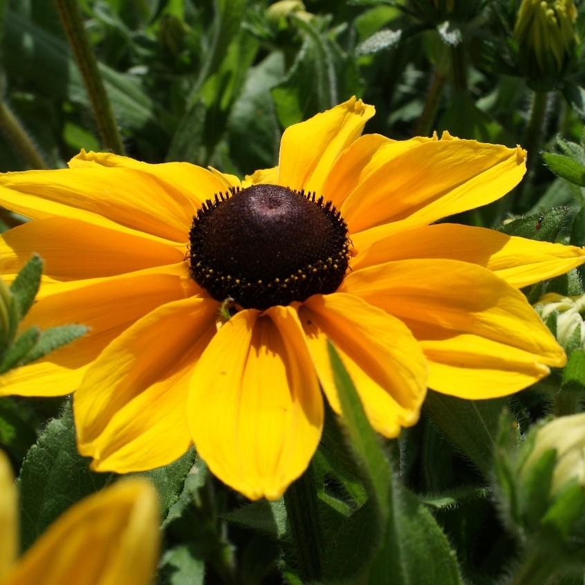 Rudbeckia Sunspot Gold