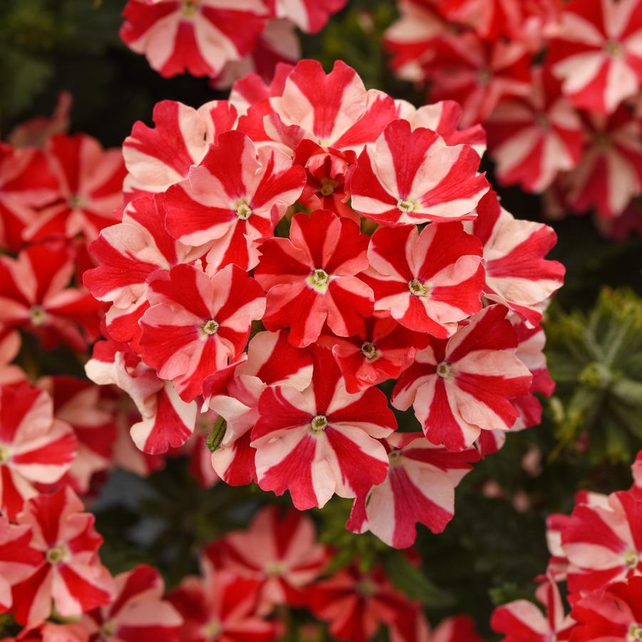 Trailing Verbena Firehouse™ Peppermint