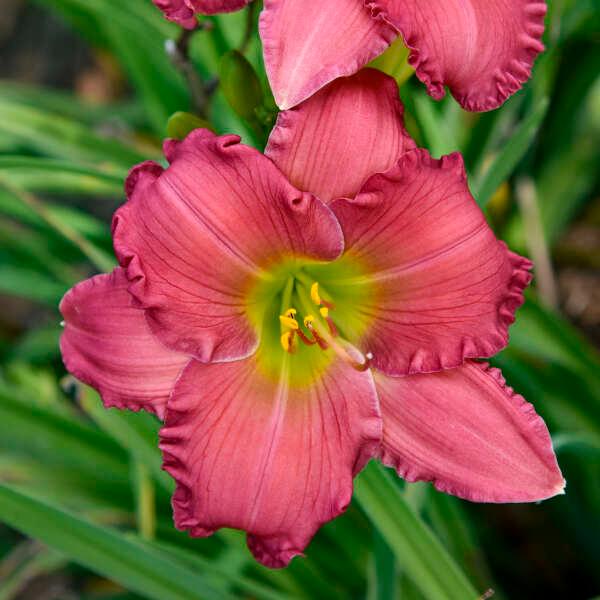 Hemerocallis Passionate Returns