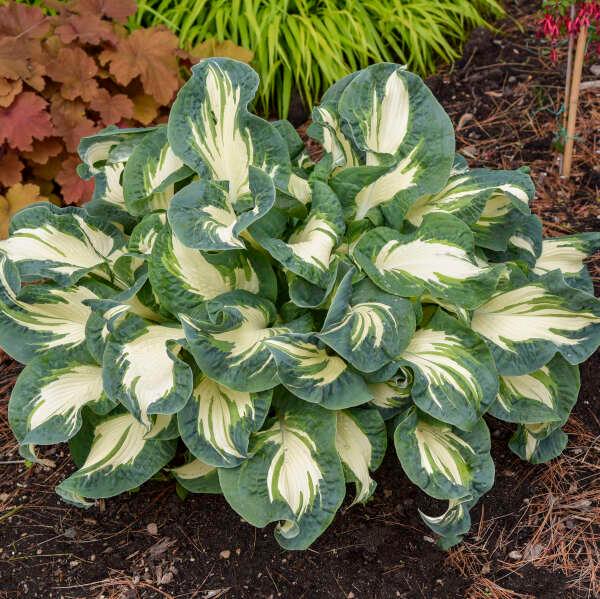 Hosta Hans