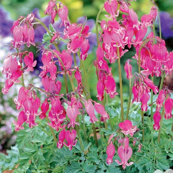 Dicentra formosa King of Hearts