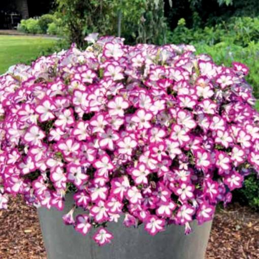 Petunia Flower Shower™ Ringo Star