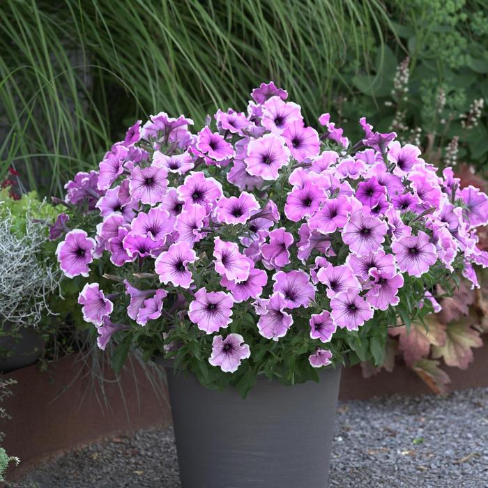 Petunia Headliner™ Lavender Picotee