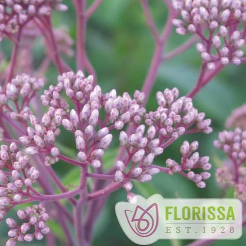 Eupatorium mac. Atropurpureum 