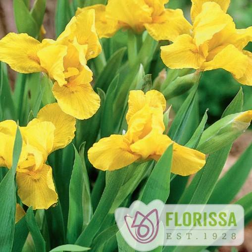 Iris Pumila Yellow Dwarf Bearded Iris From Wallish Greenhouses petunia-ringo-star-petunia-from-wallish-greenhouses