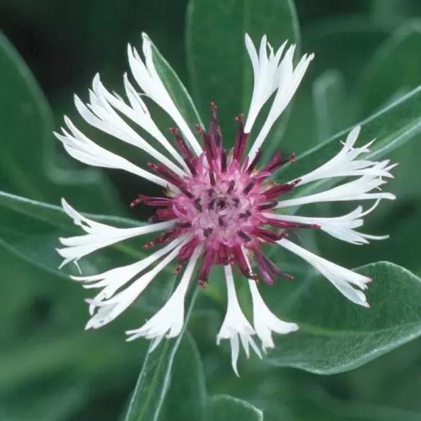 Centaurea montana Amethyst Snow