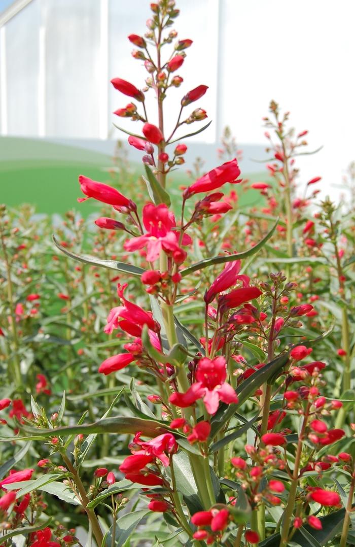 Penstemon Schmidel Red Riding Hood Beardtongue From Wallish Greenhouses