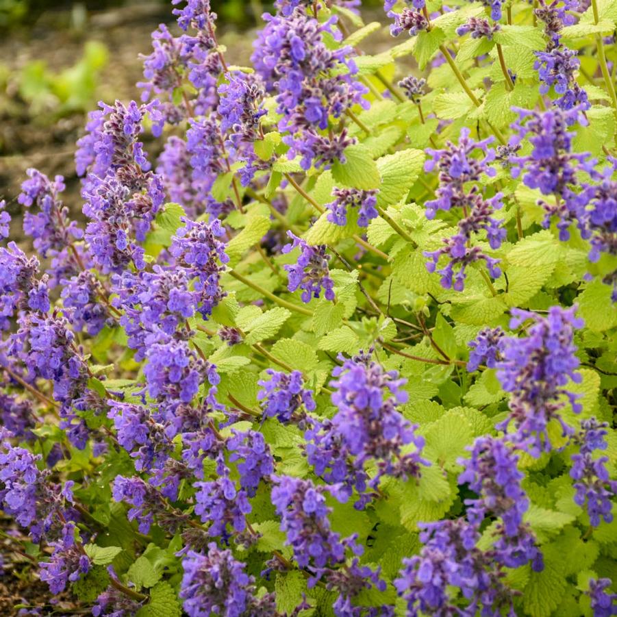 Nepeta (per) Chartreuse on the Loose