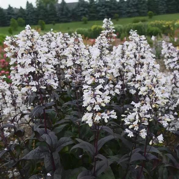 Penstemon digitalis Onyx and Pearls