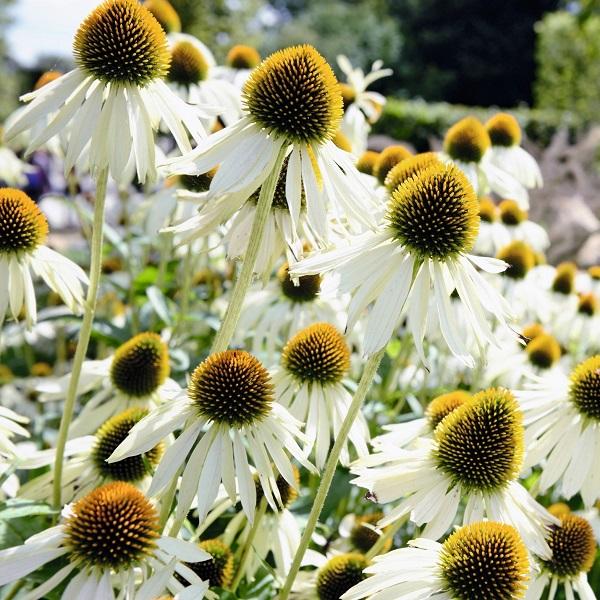 Echinacea purpurea Primadonna White ApeX