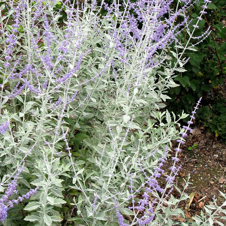 Perovskia atriplicifolia 'Silvery Blue' Russian Sage from Wallish ...