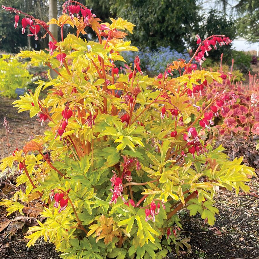 Dicentra spectabilis Ruby Gold