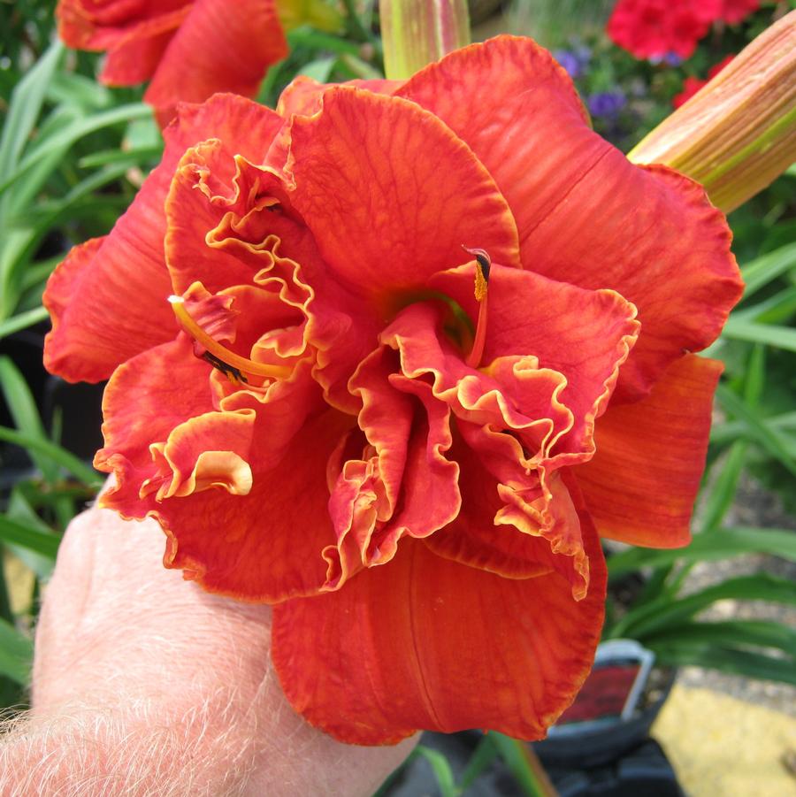 Hemerocallis Moses Fire