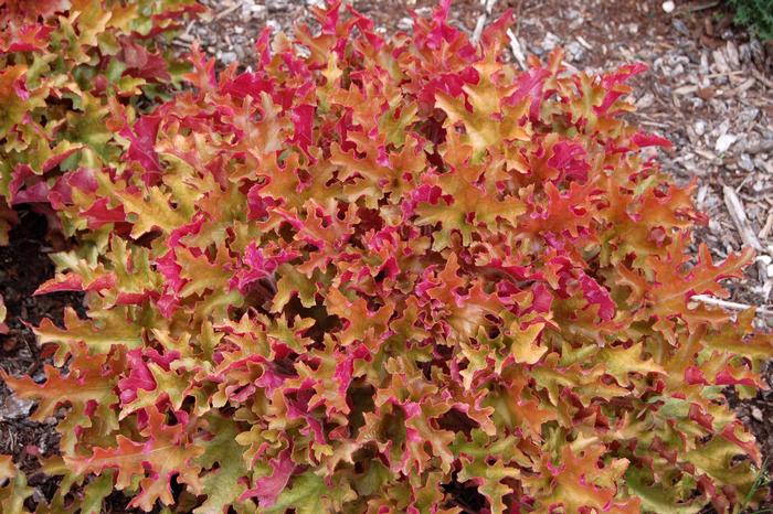 Heuchera Marmalade™