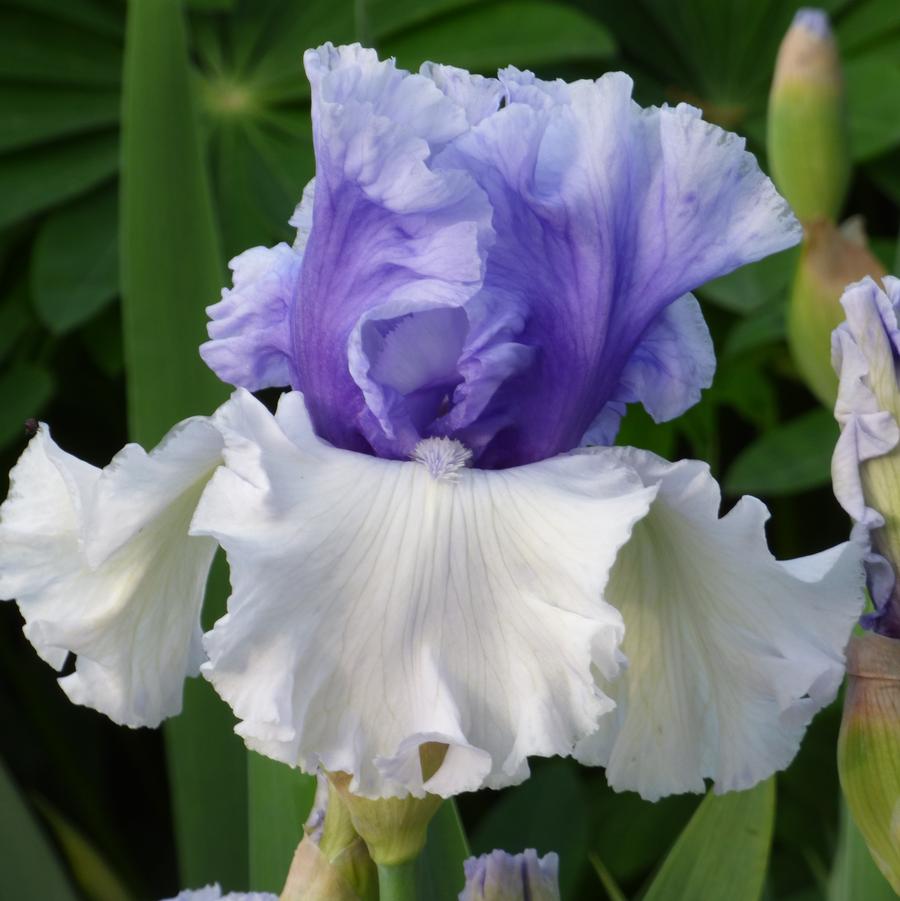 Iris germanica Wintry Sky