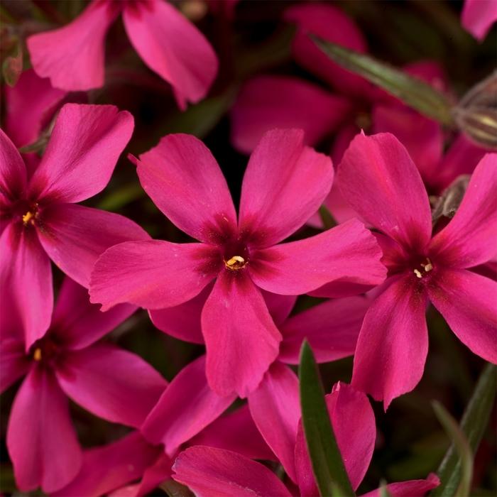 Phlox (per) subulata Scarlet Flame