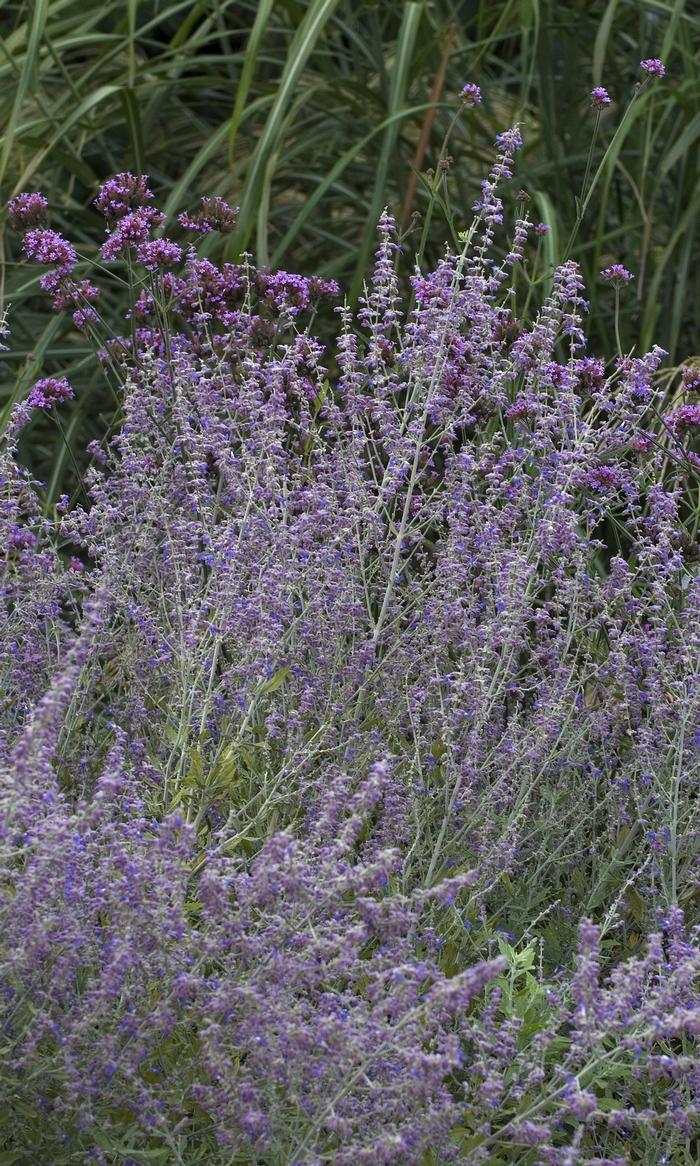 Perovskia atriplicifolia Little Spire