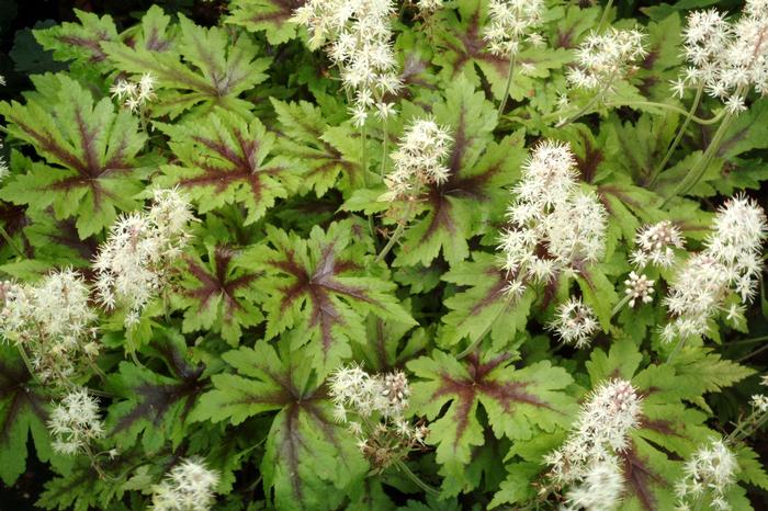 Tiarella cordifolia Sugar and Spice