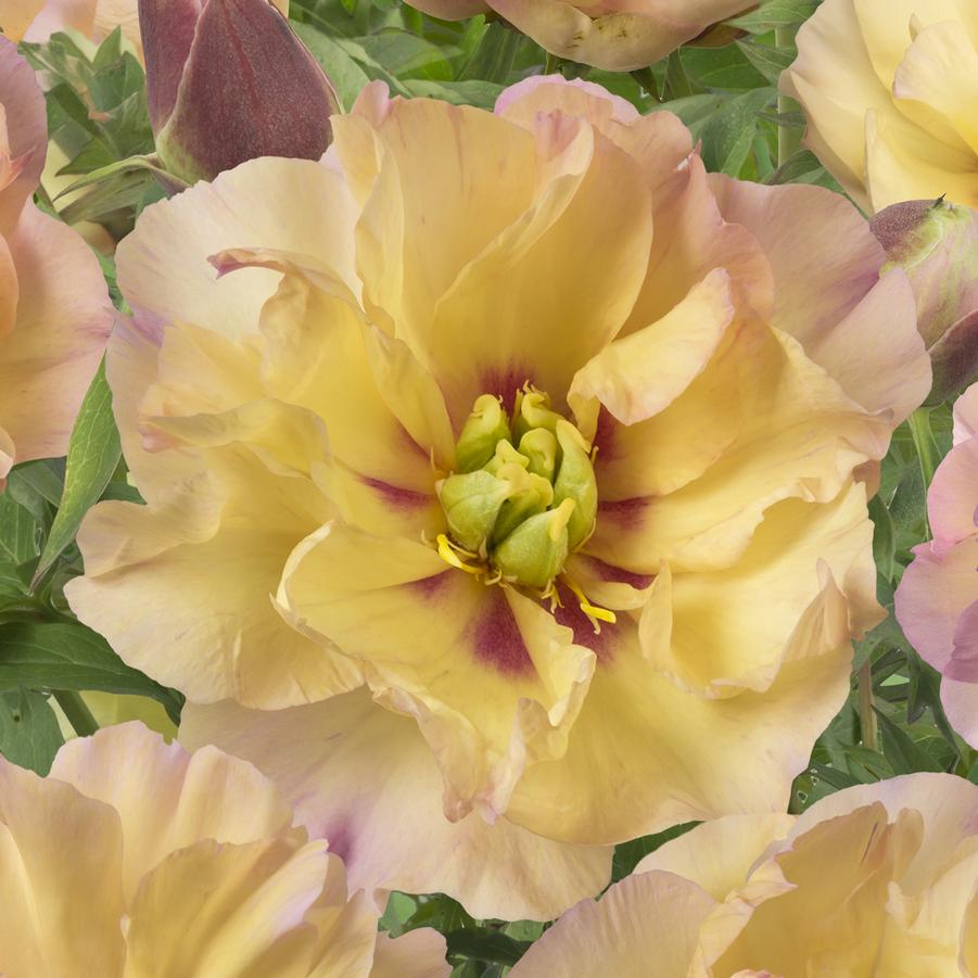 Paeonia Canary Brilliant