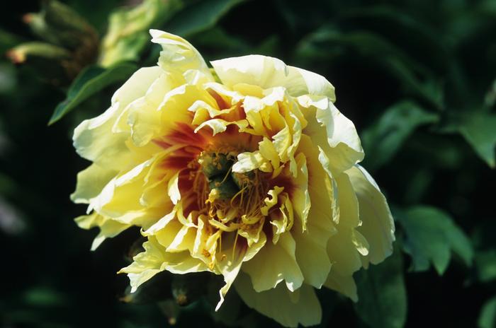 Paeonia Prairie Charm