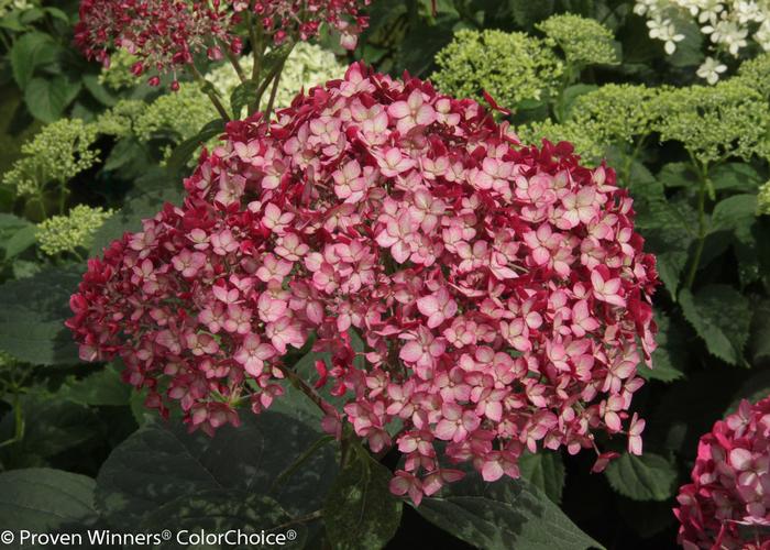 Hydrangea arborescens Invincibelle® Ruby