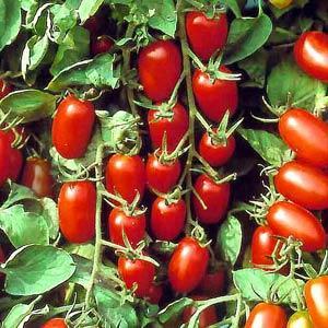 Tomato Juliet (grape)