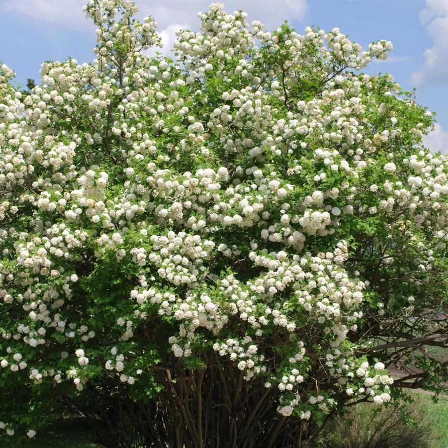 Viburnum opulus Roseum