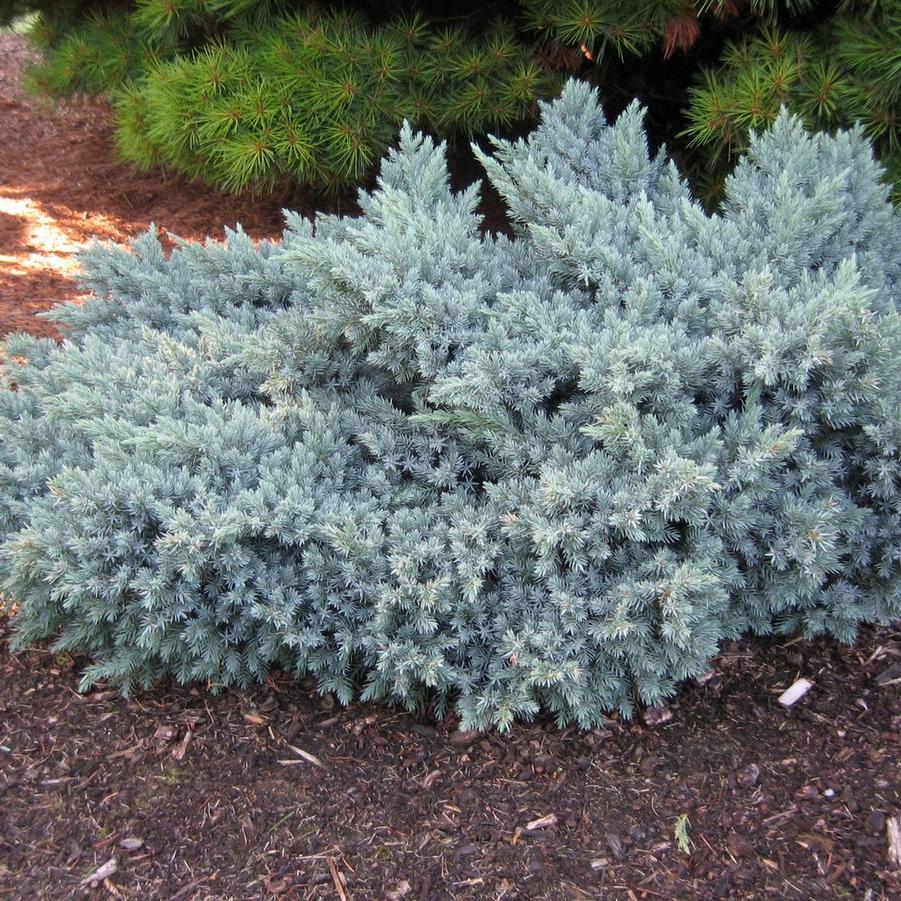 Juniperus Squamata Blue Star Blue Star Juniper From Wallish Greenhouses Juniperus Squamata Blue Star Blue Star Juniper From Wallish Greenhouses