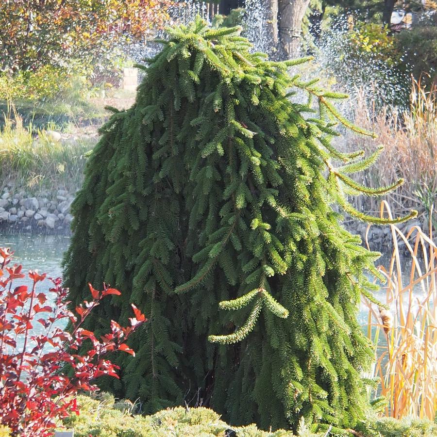 Picea abies Pendula