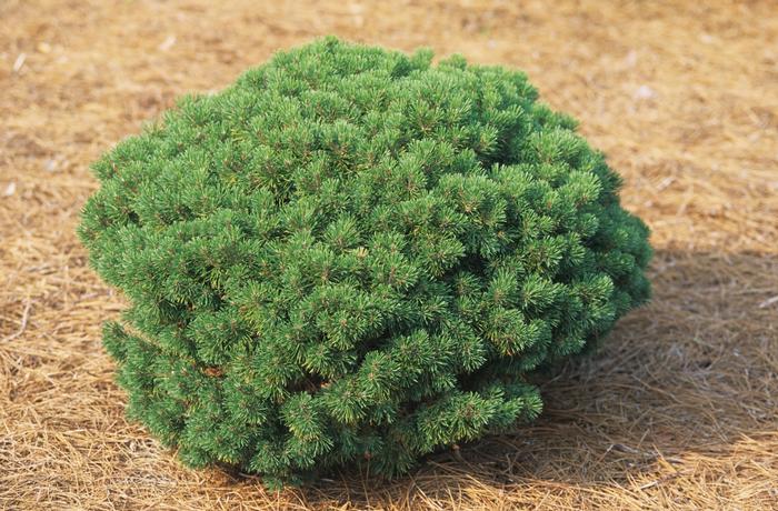 Pinus mugo Mops