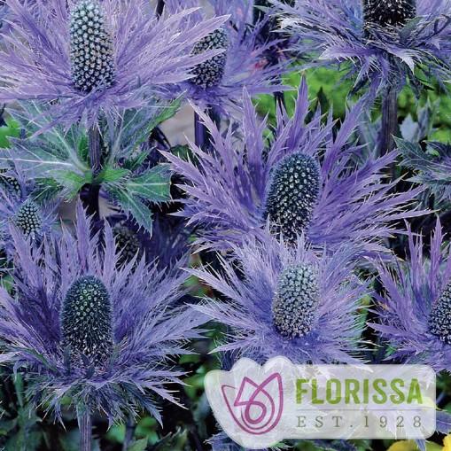 Eryngium alpinum Blue Star