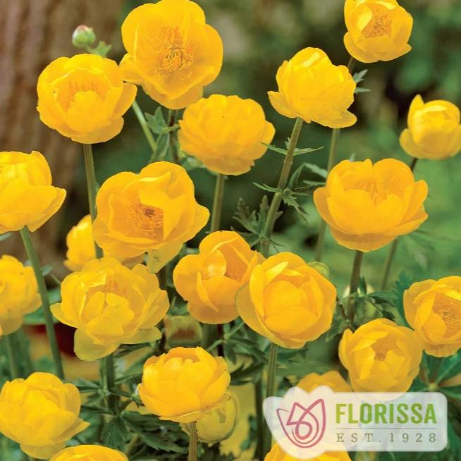 Trollius x cultorum 'Lemon Queen' Globeflower from Wallish Greenhouses