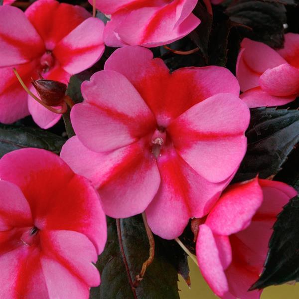 Impatiens SunPatiens® Compact Red Candy