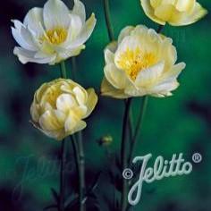 Trollius x cultorum New Moon