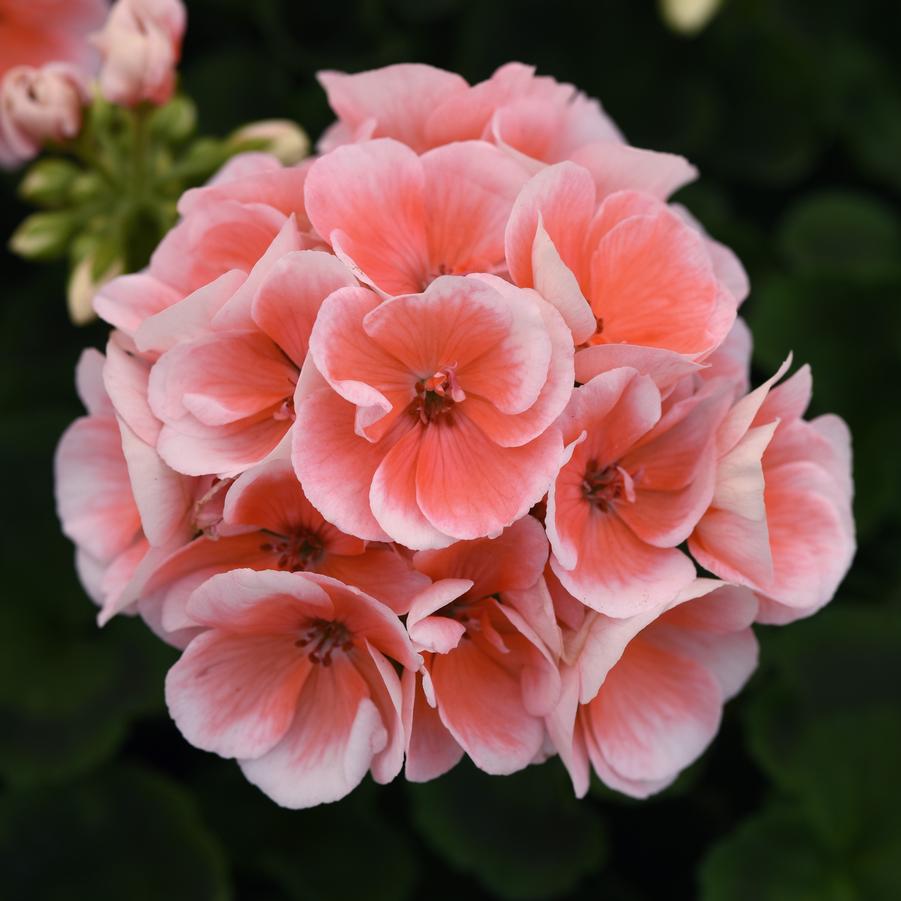 Geranium (Zonal) Moonlight™ Light Salmon