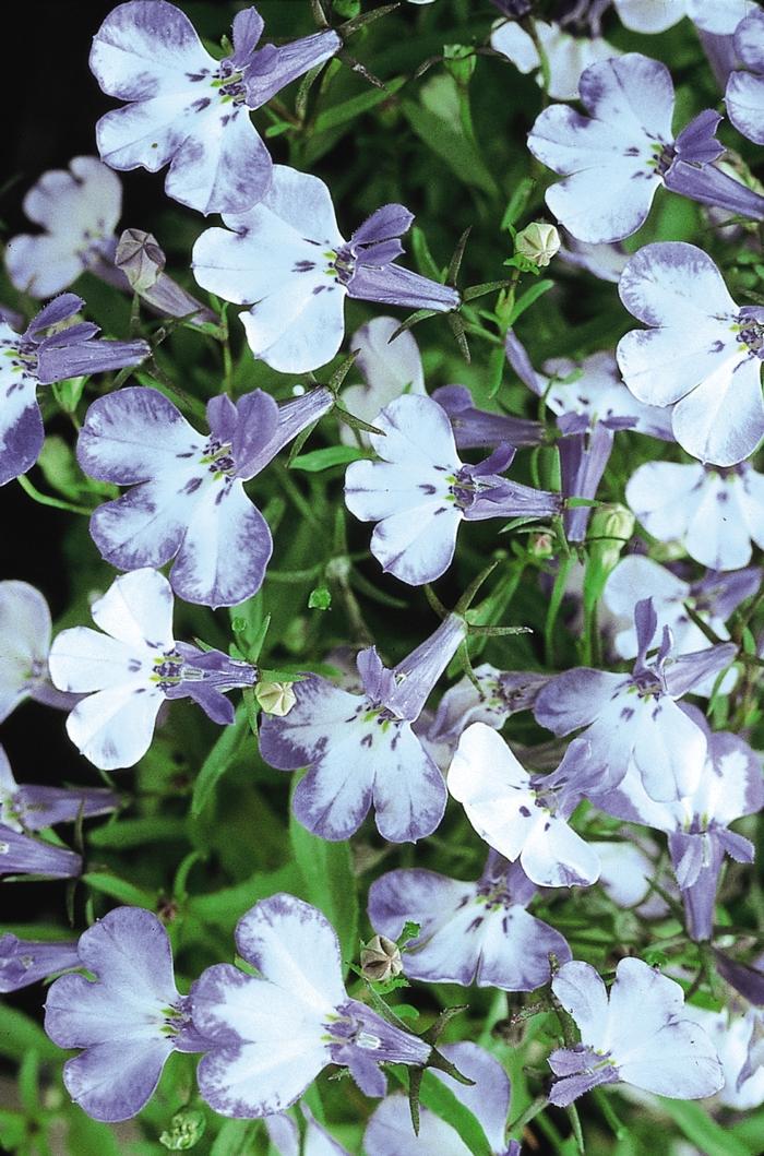 Lobelia Riviera Blue Splash (mounding)